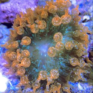 Ultra Speckled Rainbow Bubbletip Anemone