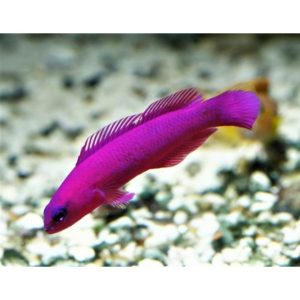 Captive-Bred Orchid Dottyback