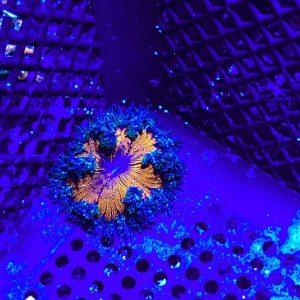 Ultra Rock Flower Anemone - WYSIWYG