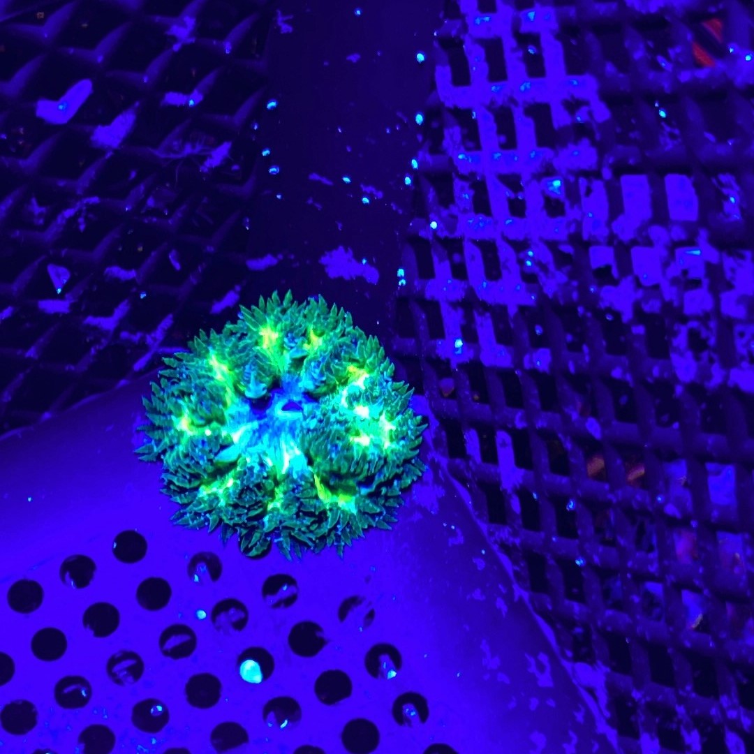 Ultra Rock Flower Anemone WYSIWYG Copy Alien Reef Aquatics ultra-rock-flower-anemone-wysiwyg-copy-alien-reef-aquatics