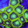 Radioactive Dragon Eye Zoanthid
