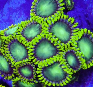 Radioactive Dragon Eye Zoanthid