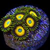 Scrambled Eggs Zoanthid
