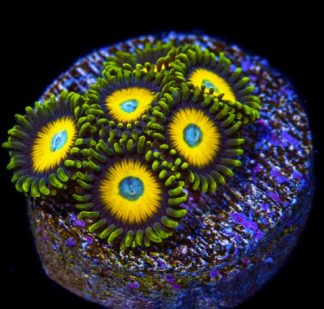 Scrambled Eggs Zoanthid