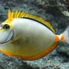 Blonde Naso Tang