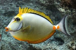 Blonde Naso Tang