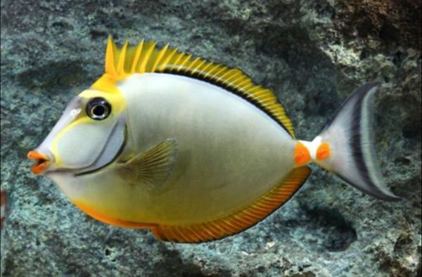 Blonde Naso Tang