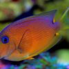 Blue Eye Bristletooth Tang