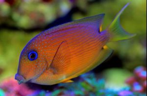 Blue Eye Bristletooth Tang