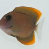 Firefin Tomini Bristletooth Tang