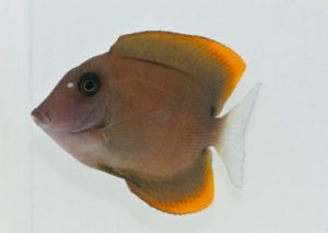 Firefin Tomini Bristletooth Tang