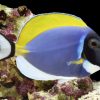 Powder Blue Tang