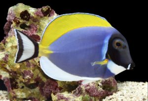Powder Blue Tang