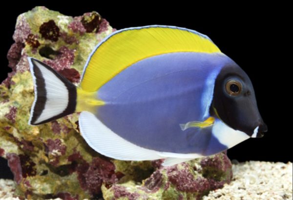 Powder Blue Tang