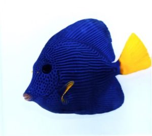 Purple Tang
