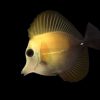 Scopas Tang