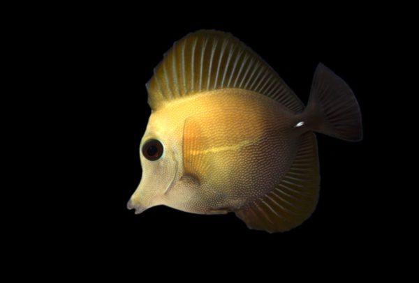 Scopas Tang