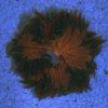 Ultra Rock Flower Anemone