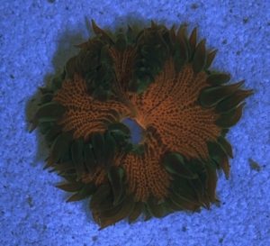 Ultra Rock Flower Anemone