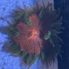 Ultra Rock Flower Anemone