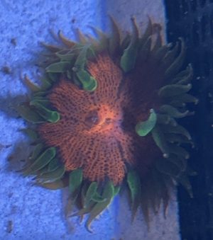 Ultra Rock Flower Anemone