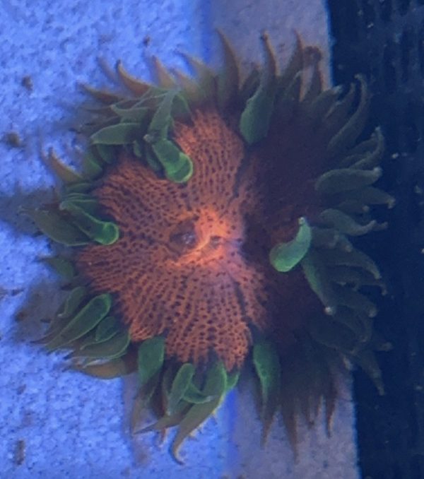 Ultra Rock Flower Anemone