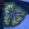 Ultra Rock Flower Anemone