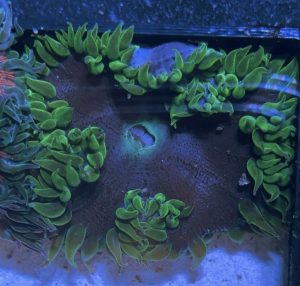Ultra Rock Flower Anemone