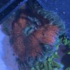 Ultra Rock Flower Anemone