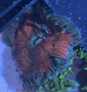 Ultra Rock Flower Anemone
